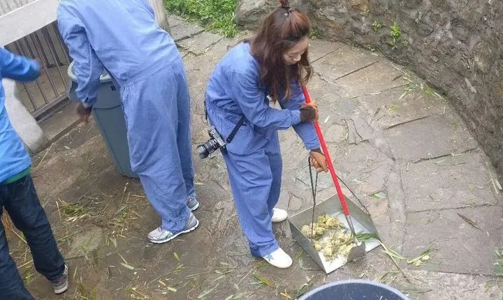 1-Day Dujiangyan Self-Guided Tour: Panda Volunteer and Water Irrigation System