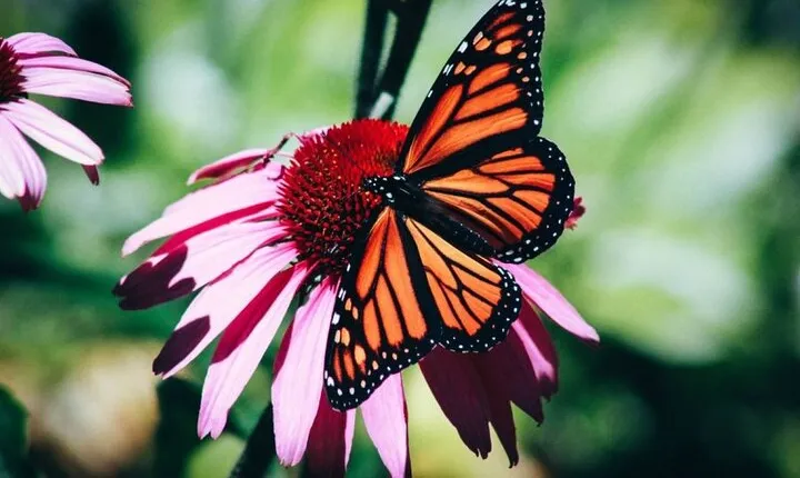 4-Hour Private Tour in Jatiluwih Terraces and Butterfly Park
