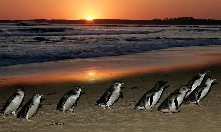 Phillip Island Penguin and Koala Highlights Day-Trip from Melbourne