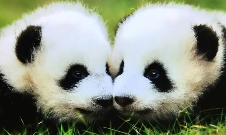 Chengdu Panda & Giant Buddha Day Tour With Private Transfer