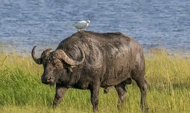 4 Days Private Safari to Serengeti and Ngorongoro