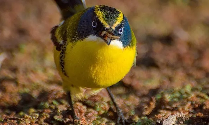 Birdwatching Wetland of Mantagua