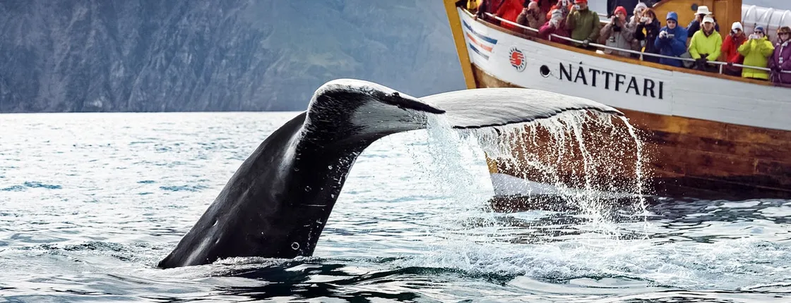 Húsavík original whale and dolphin watching tour