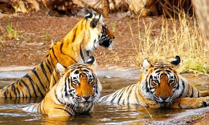 Golden Triangle Tour with Wildlife / Taj & Tiger