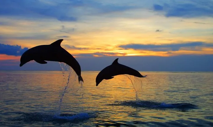 Dolphin North Bali Tour