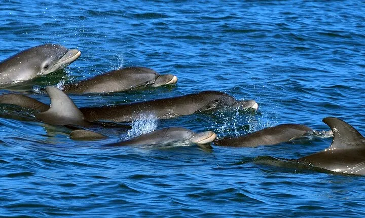 Private Dolphin Playground Safari