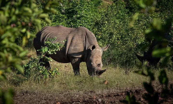 Rhino Walk