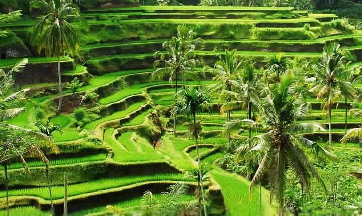 Best of Ubud: All-Inclusive and Private Full Day Tour