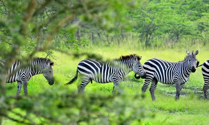 1 Day Lake Mburo Tour from Kampala