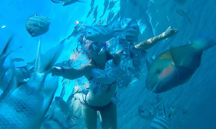 Full-Day Snorkeling with Dolphins in Hurghada with Lunch