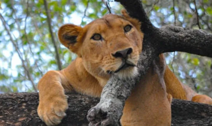 6 Days Tour at Lake Manyara, Serengeti, Crater & Tarangire 