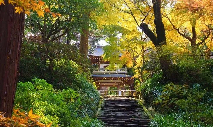 Kamakura Zen Temples and Gardens Private Trip with Government-Licensed Guide