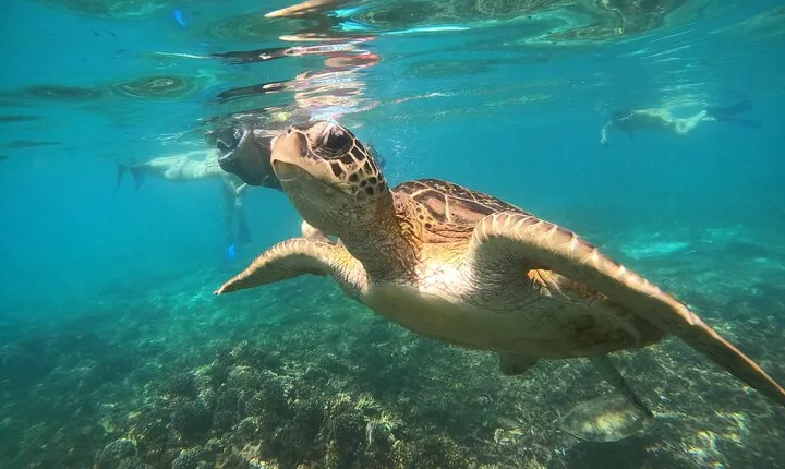 Snorkelling tours to Daymaniyat island