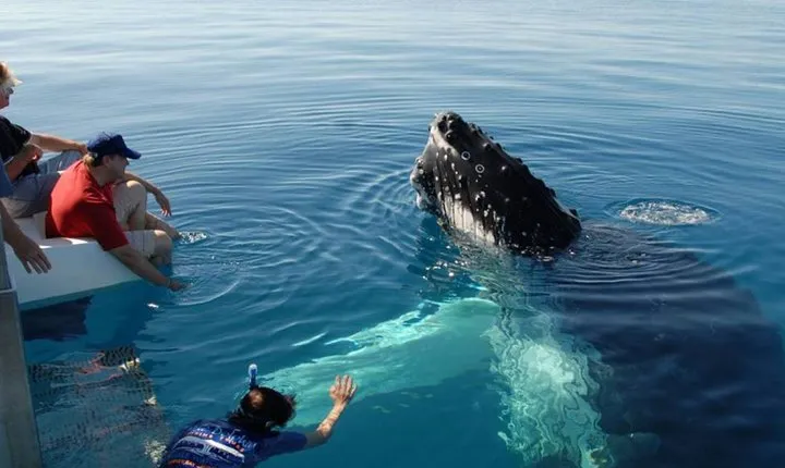 Mirissa Whale Watching Tour From Tangalla