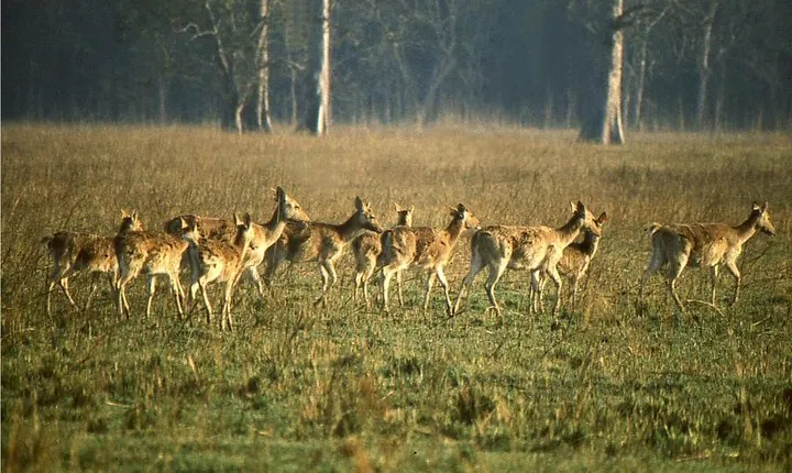 3 Day Chitwan Jungle exploration Tour from Pokhara