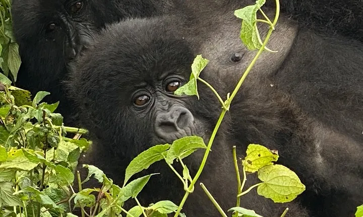 Private Gorilla Trek Adventure Day Trip Tour from Kigali