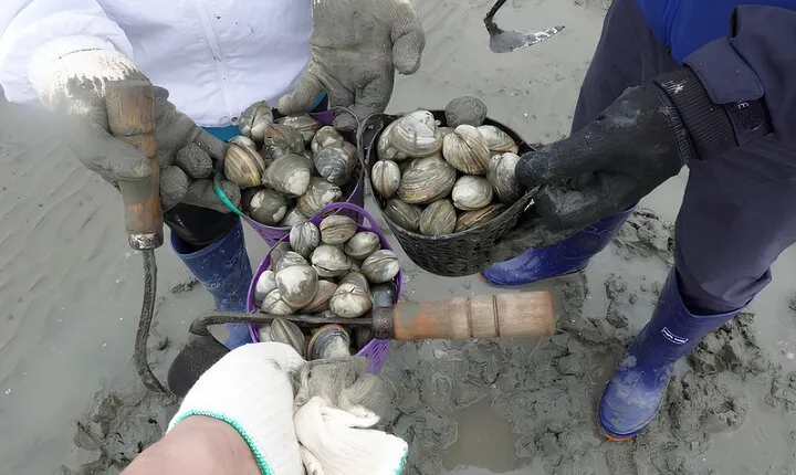 From Busan: Geoje Mudflat Experience and Korean Gourmet Food Tour
