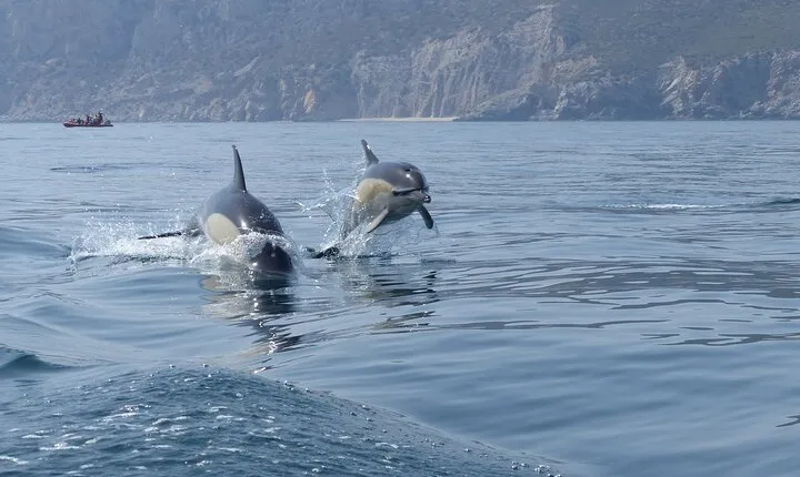 Dolphin Watching at the Arrabida (Lisbon region)