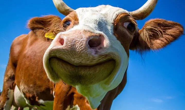 Aravis Massif and visit to Chamonix