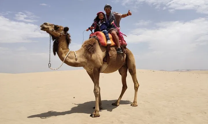 Bedouin Adventure: Dromedaries in the Desert