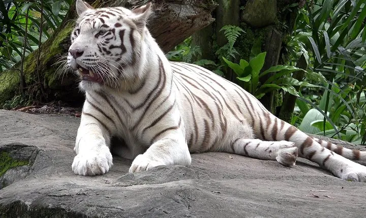 Delhi Zoo White Tigers & lions with Old Fort Visit