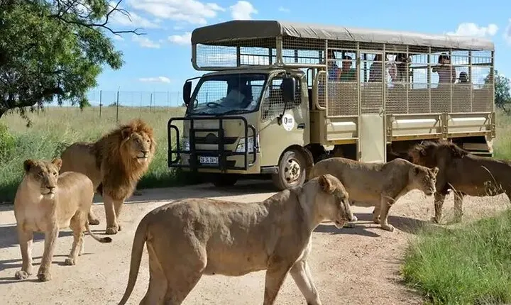 Half Day Lion and Safari Park Tour