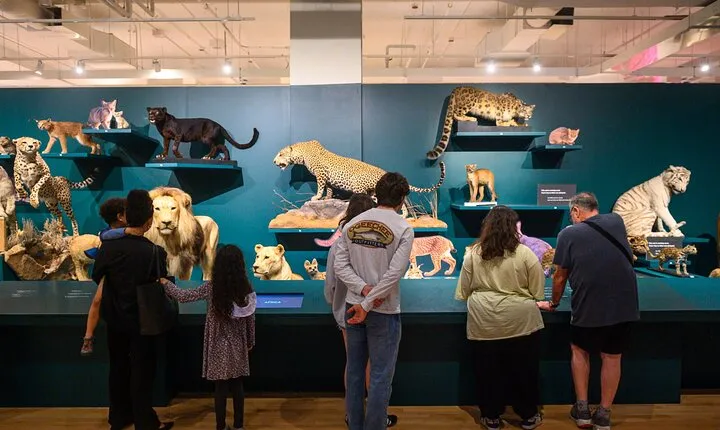 Royal Ontario Museum Guided Tour