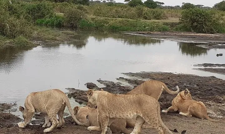 Best of Tanzania 5days 4nights safari