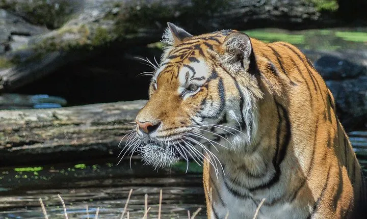 2 days explore to Tarangire Park, Ngorongoro and Lake Manyara (Comfort plus)