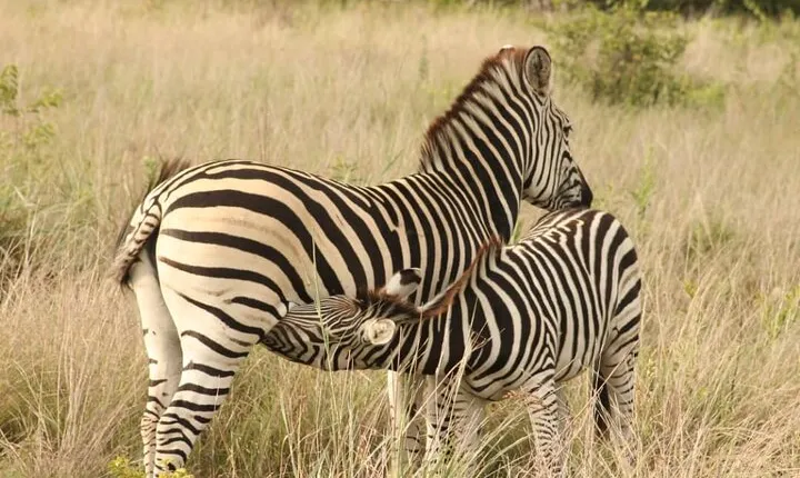 4 Days Victoria Falls Safari Tour & Chobe National Park game drive