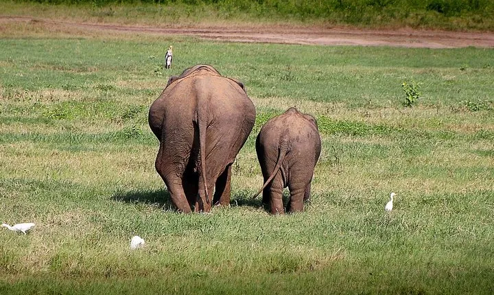 Private Jeep Safari at Kaudulla National Park