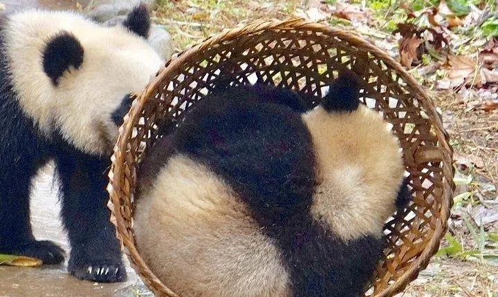 Chengdu Panda Tour and Taste Spicy Hotpot
