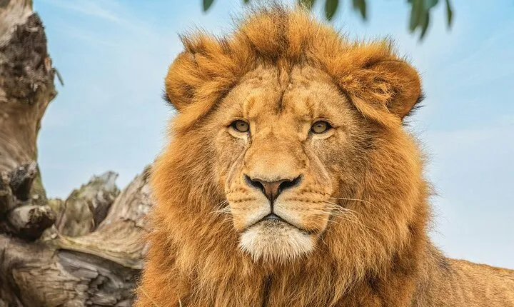 Featherdale Wildlife Park with Exclusive Private Transfers