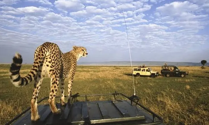 5 Day Tanzania Big five Safari Adventure
