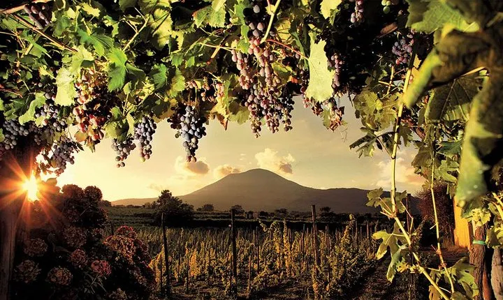 Mt. Vesuvius Wine Tasting and Lunch Experience from Pompeii