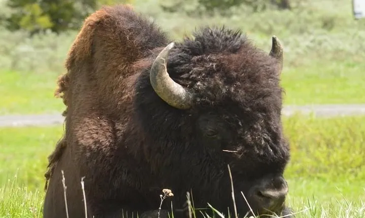 North Yellowstone Day Tour (Lamar Valley) Private Day Tour