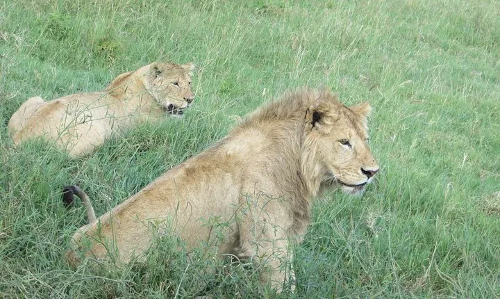 6 Days Serengeti Migration Safari