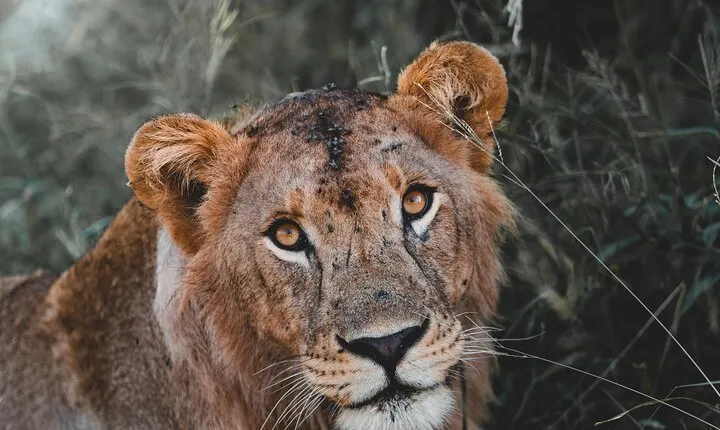 5 Day Tanzania Safari 