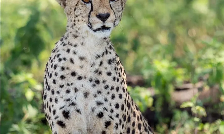 6 Days Big Five Tanzania Wildlife Safari