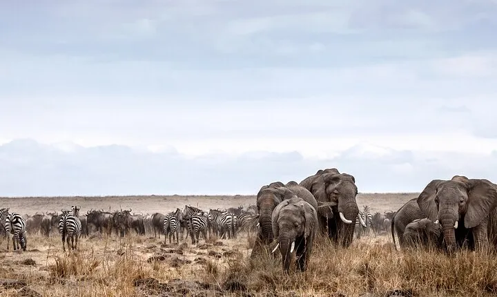 6Days Lake Manyara Serengeti Ngorongoro &Tarangire Budget Safari