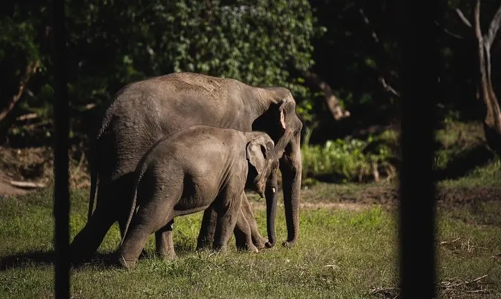 Elephant Jungle Sanctuary: Half Day Morning Program
