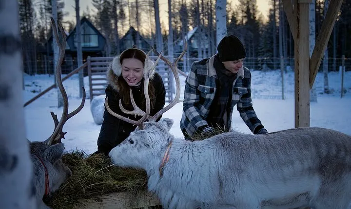 Arctic Forest Hiking with Reindeer 
