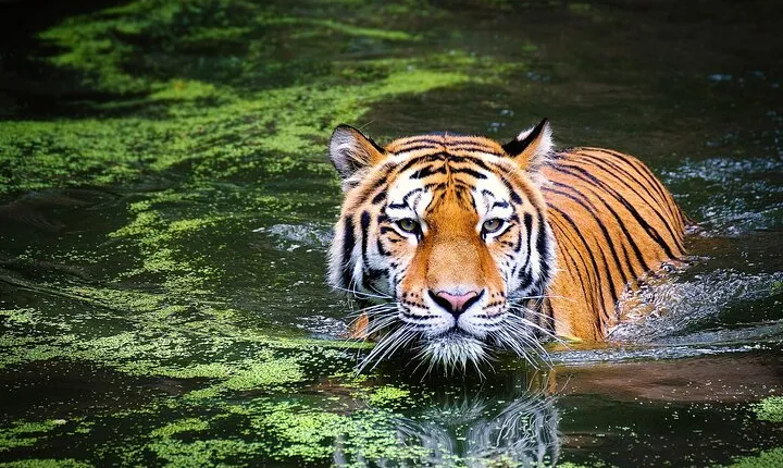 4-Day Ranthambore Tiger Safari Tour to Agra and Jaipur from Delhi