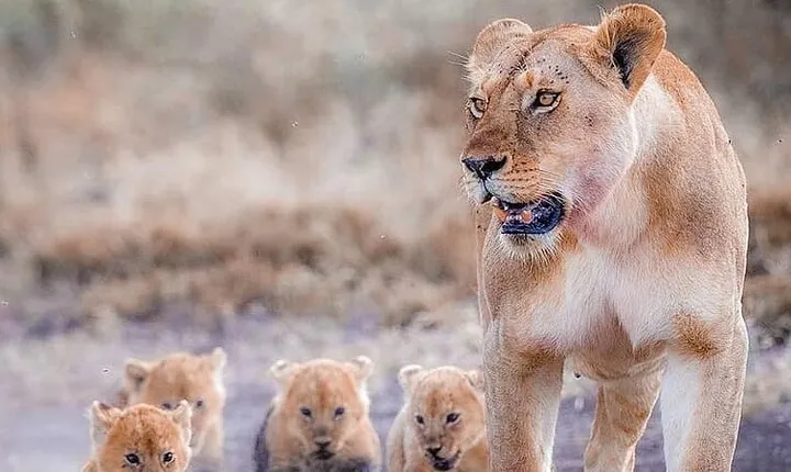 7 Days Private Safari in Tanzania