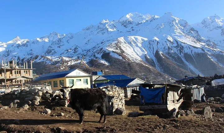 Langtang Valley Trek – 8 Days Adventure from Kathmandu