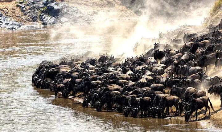 6 Day Great Wildebeest Migration Across the Mara River