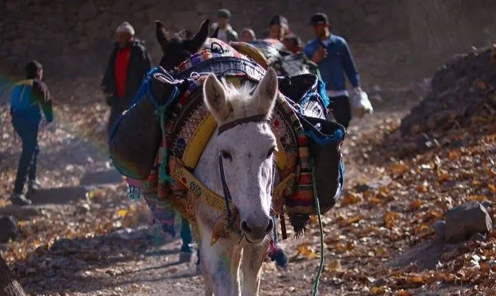 Ultimate Imlil Valley and Berber Village Day Trip with Camel Ride