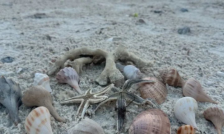 Beach and Shelling Excursion