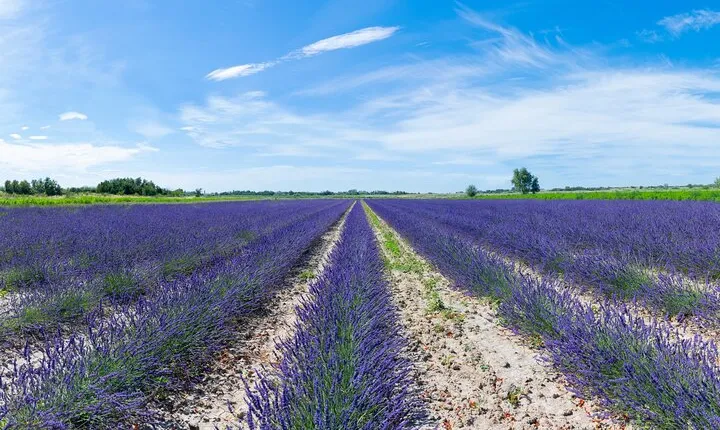 Guided tour of Lavender Distillery between Provence & Camargue