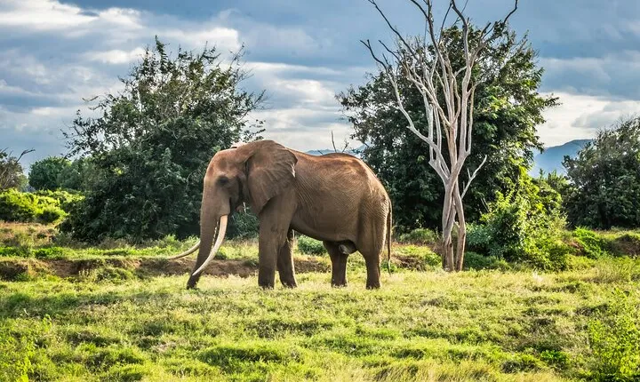 6 Days - Lake Manyara, Serengeti, Ngorongoro & Tarangire Safari